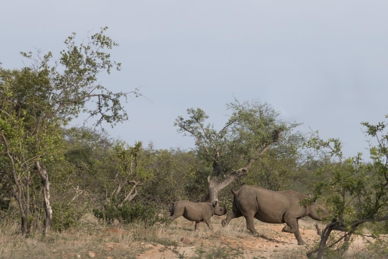 Ku Sungula Safari Lodge Заповедник Балуле Экстерьер фото